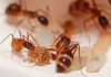 Борьба с муравьями и их уничтожение